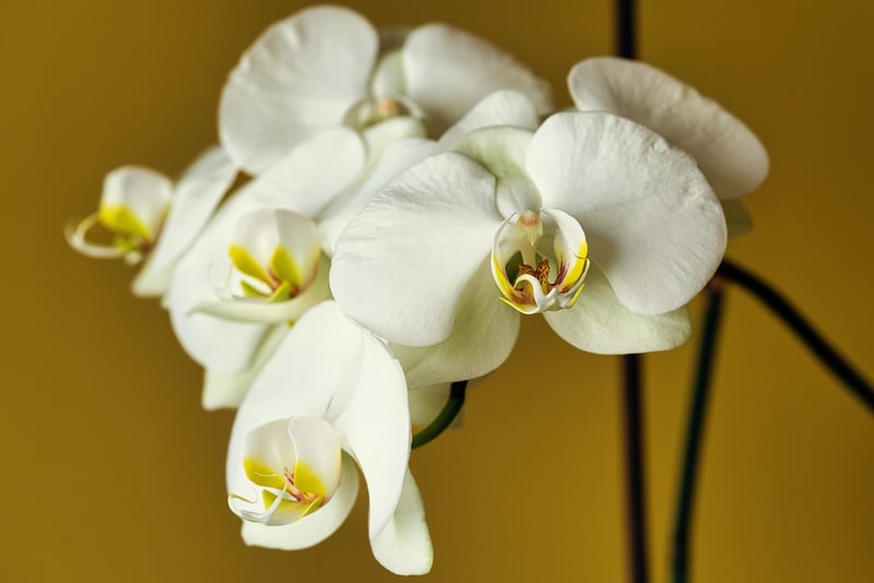 Exotic Orchid
